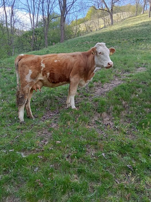Junincă de vânzare