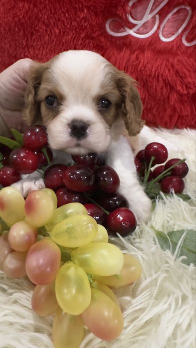 Щнки кавалер кинг чарльз документы фци