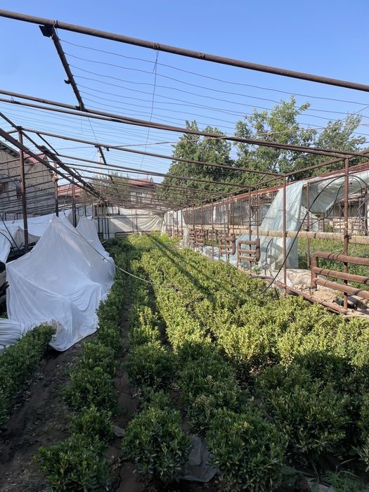 Сарик шамшод срочна сотилади