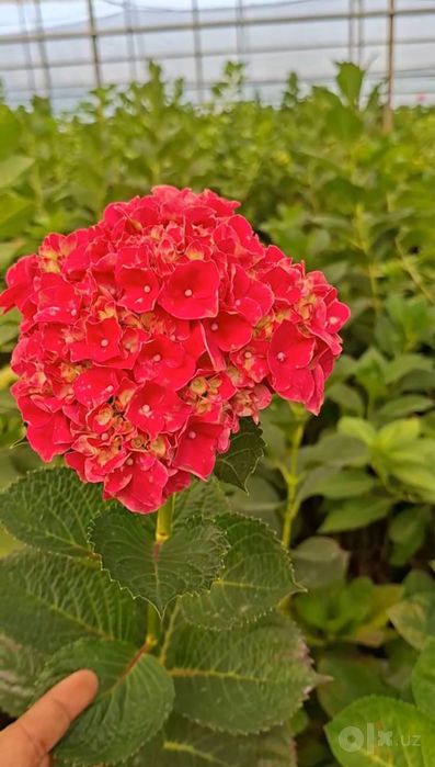 Gartenziya sotiladi