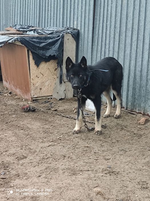 Овчарка сатылады күшік 6 айлық