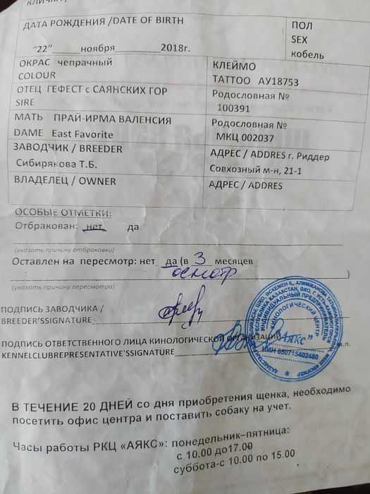 Немецкая овчарка вязка(ищем суку)