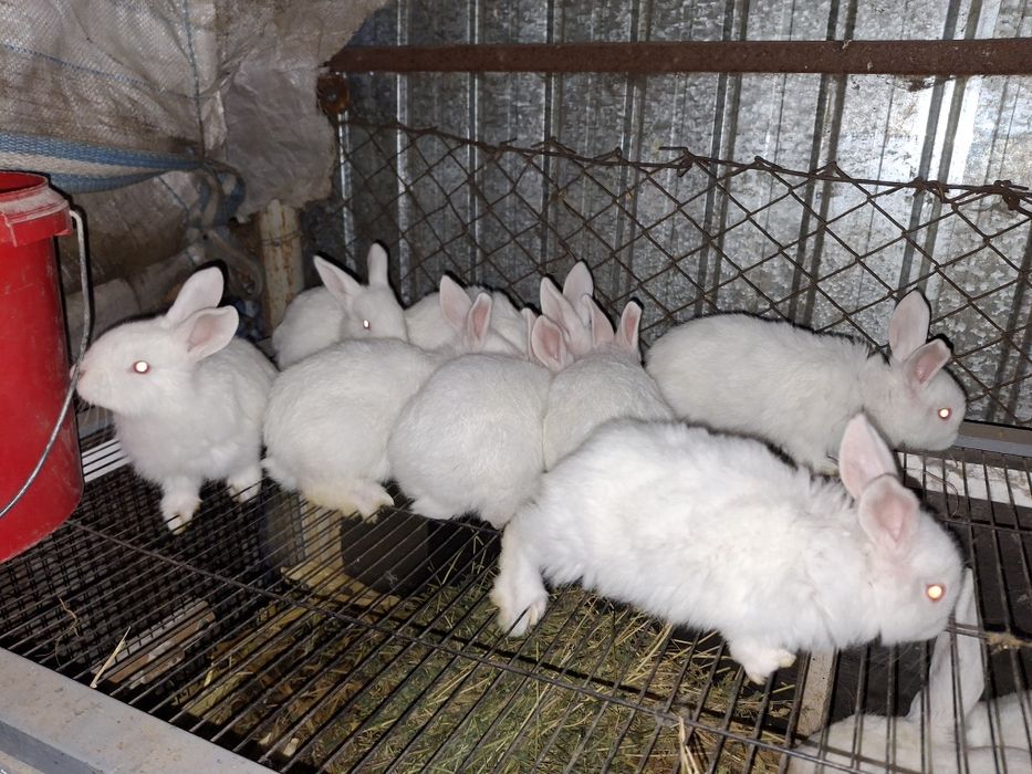 Iepurași disponibili în Țigănești Teleorman