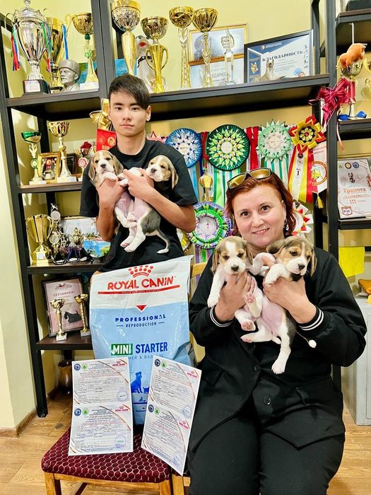 Высокопородные щенки Бигля