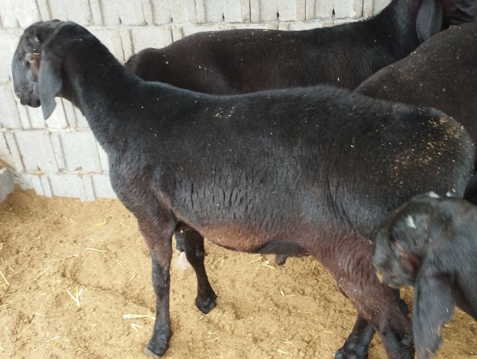 Qochqorlar.               .