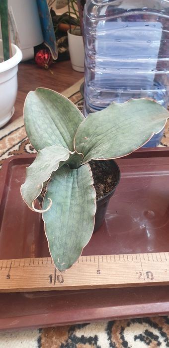 Сансевиерия кирки силвер блю