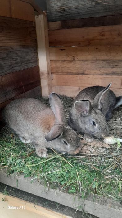 Vand pui de iepuri de 1 luna