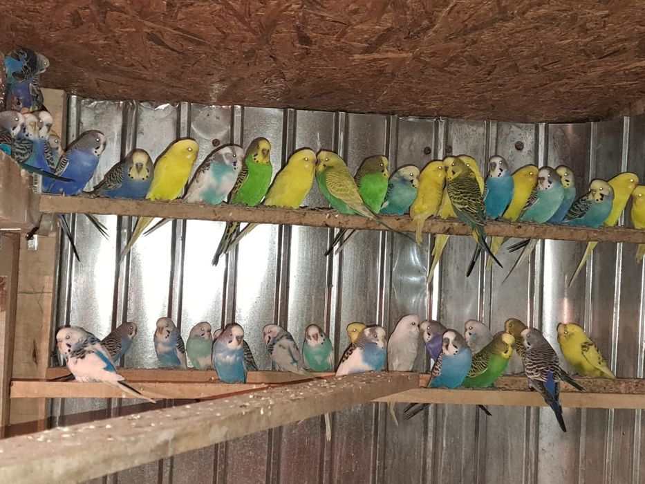 Vand perusi  tineri si maturi