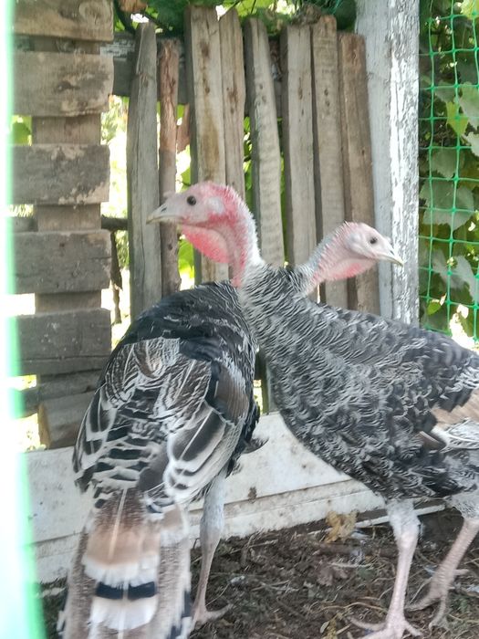 Продам домашних индюков.