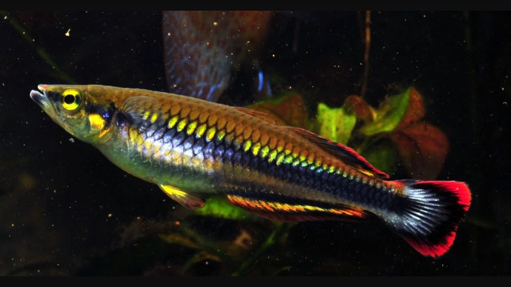 Продам  - радужница бедоция