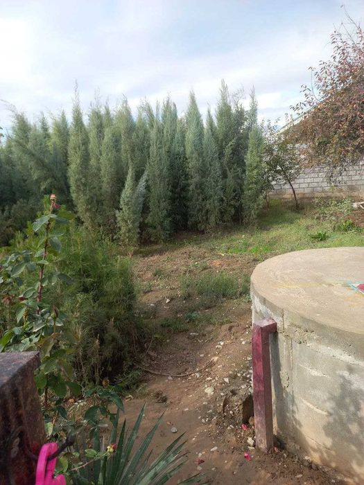 Голубой кипарис арчалари