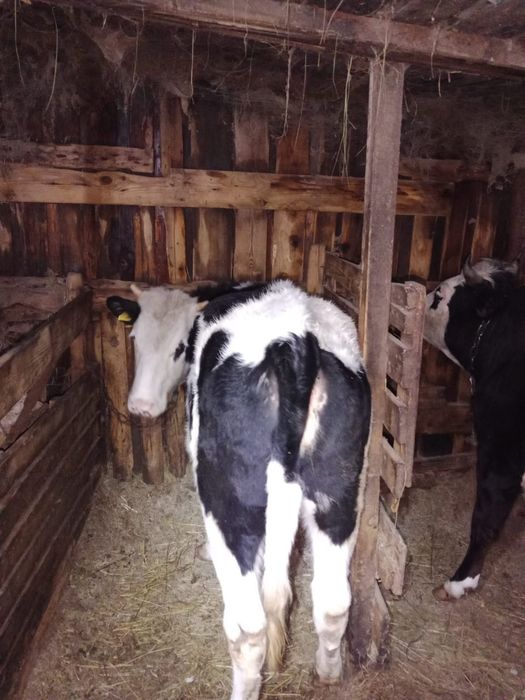 Продажа молочных телок