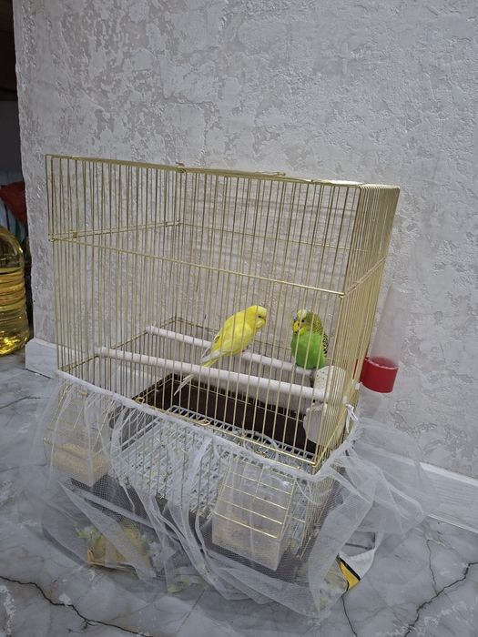 Попугай с клеткой