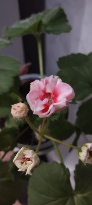 Пеларгонии много сортов герань