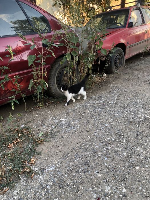 Котята. В количестве 9 штук