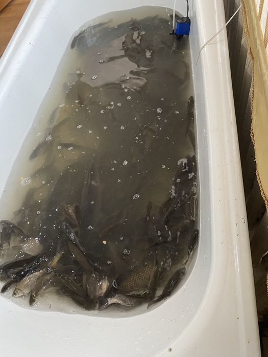 Живец балык бар колге салса болад