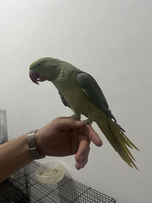 Александрийских попугаев РучноЙ
