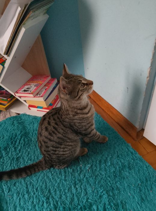 Домашно мъжко коте на 7 м.