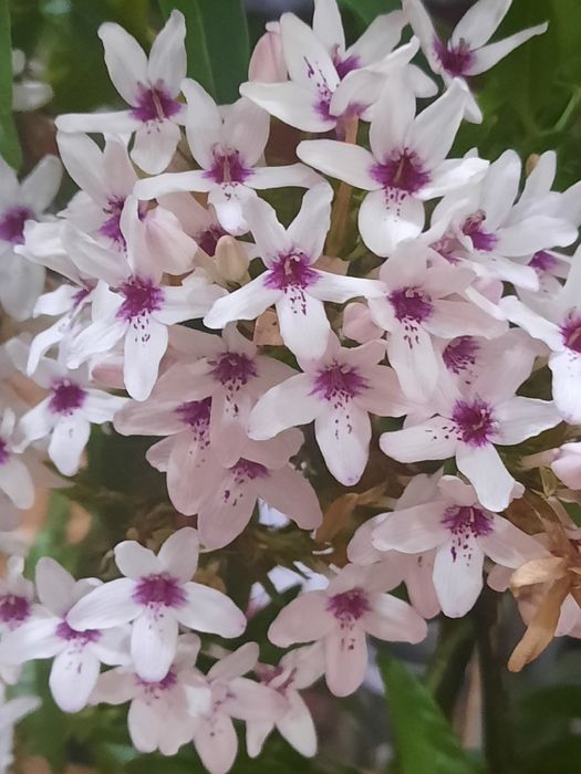 Комнатный цветок псевдоэрантемум