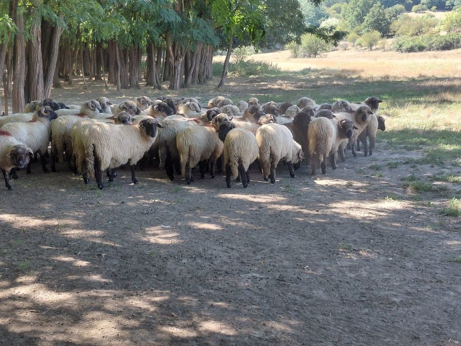 Vând oii.  miori și stramiori
