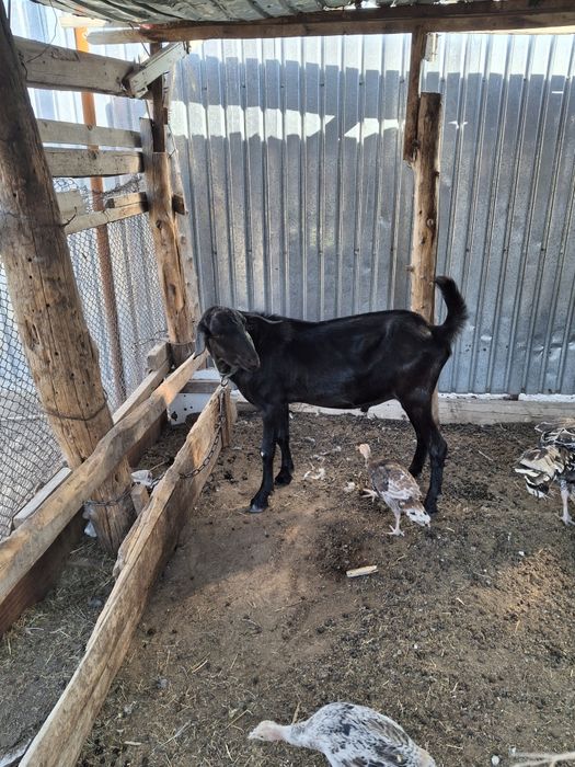 1жарым жас теке сатылады