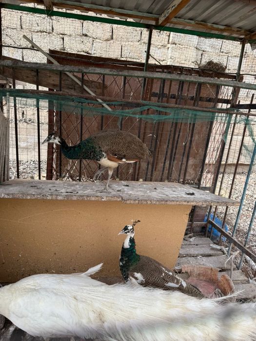 Павлин индийский белый