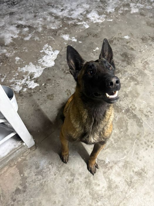 Бельгиская авчарка Малинуа сатылады