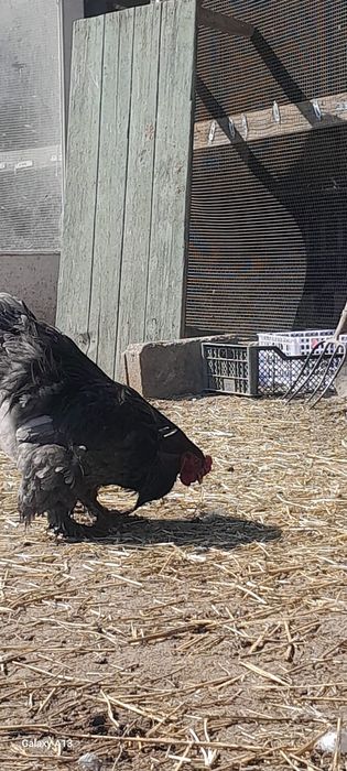 Продам хороших петухов