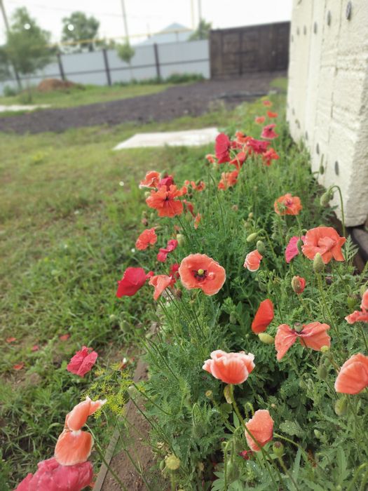 Семена декоративного мака Мак