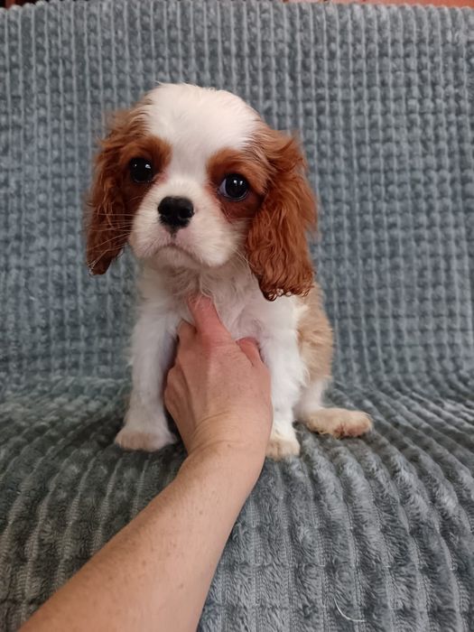 Кавалер кинг Чарльз спаниель мальчик
