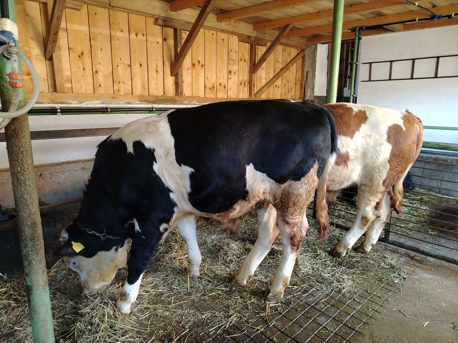 Bălțat pe negru de vânzare..