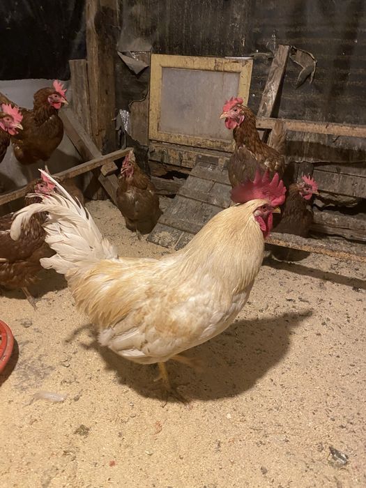Продам ломан браун 10 кур 1 петух