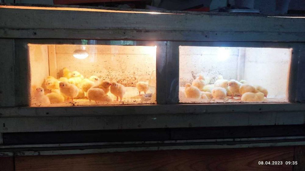 Услуги Инкубатора