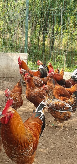 Ouă pentru incubat Pita Pinte Porțelan