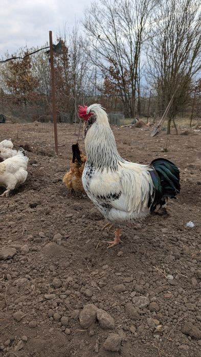 Ouă de găină motata