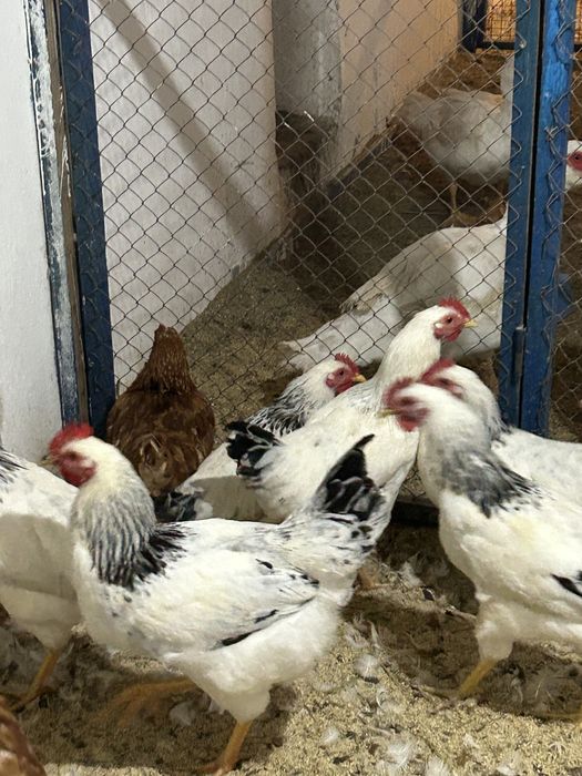 Адлер Қораз/Петух Адлерский