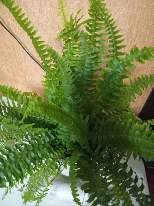 Продам комнатные цветы