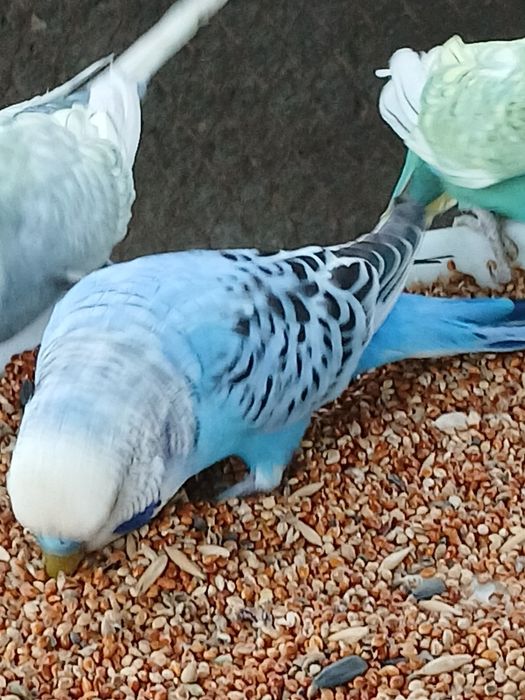 1 par abgurka sotiladi 350.000