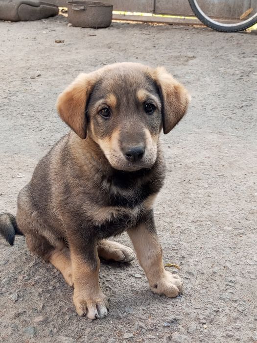 Отдам щенят в хорошие руки