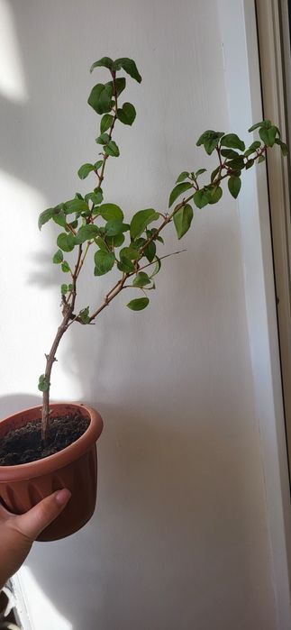 Продам фуксию в горшке.