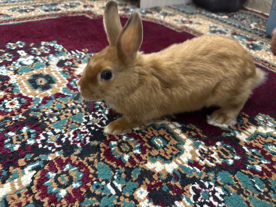 Karlik quyon sotiladi