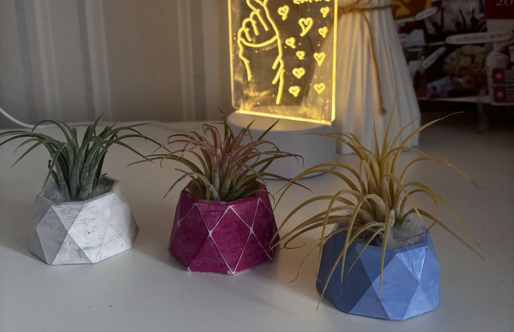 Тилландсия цветы