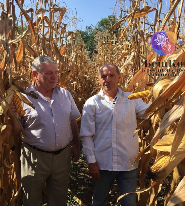 Кукуруза, семена кукурузы