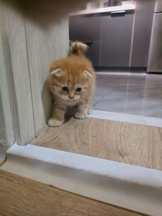 Продаются котенки