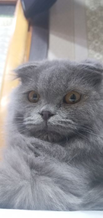Срочна Mushuk sotiladi