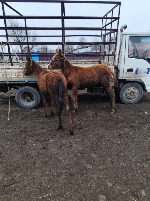 Тайлар сатылады жуас