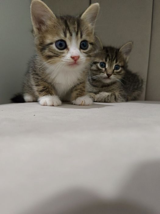 Домашние чистые кошки