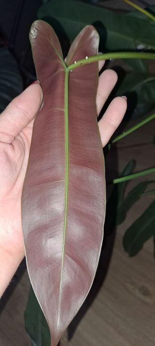 Филодендрон Санта Леопольдина