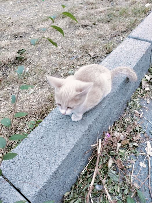 Котенок в добрые руки.