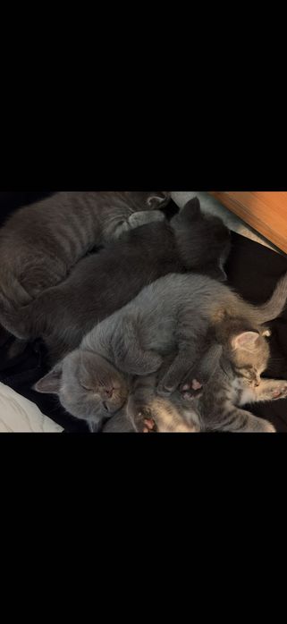 Маленькие котята